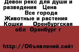Девон рекс для души и разведения › Цена ­ 20 000 - Все города Животные и растения » Кошки   . Оренбургская обл.,Оренбург г.